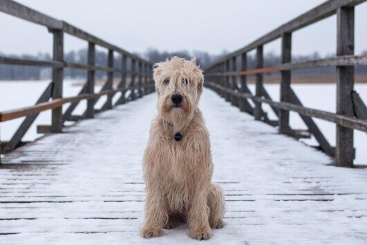 Hund auf Brücke